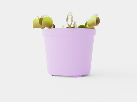 Dionaea muscipula Modèle 3D