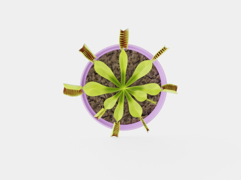 Dionaea muscipula Modèle 3D