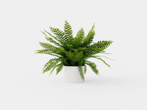 Nephrolepis ex Green Lady 3D Model