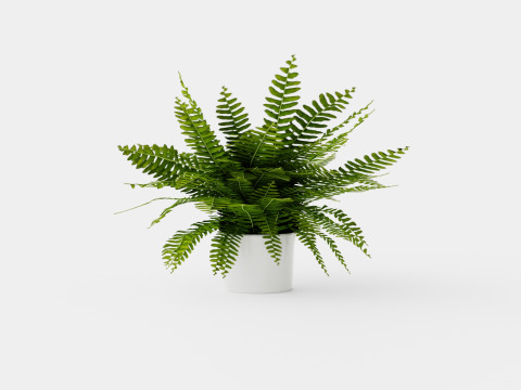 Nephrolepis ex Green Lady 3D 모델
