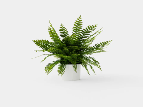 Nephrolepis ex Green Lady 3D Model
