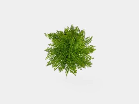 Nephrolepis ex Green Lady 3D Model