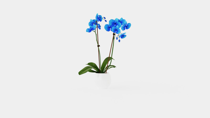 Phalaenopsis Hybrid Royal Blue Model 3D .c4d .max .obj .3ds .fbx .stl .blend 
