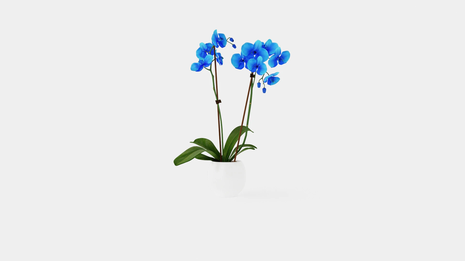Phalaenopsis Hybrid Royal Blue 3D Model .c4d .max .obj .3ds .fbx .stl .blend