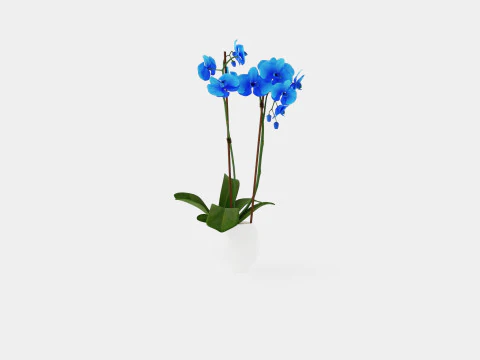Phalaenopsis Hybrid Royal Blue 3D Model