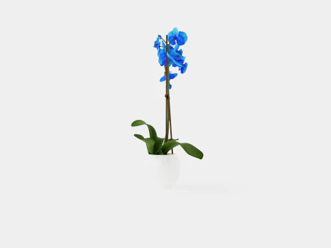 Phalaenopsis Hybrid Royal Blue 3D Model