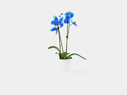 Phalaenopsis Hybrid Royal Blue 3D Model