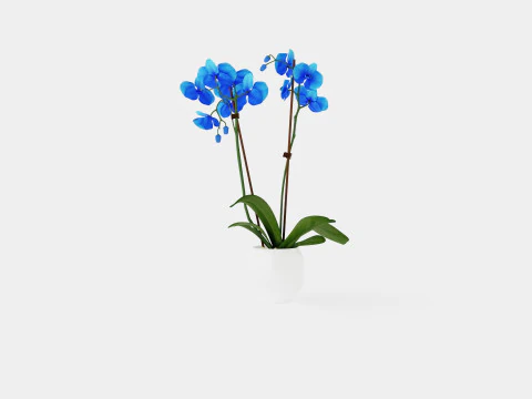 Phalaenopsis Hybrid Royal Blue 3D Model