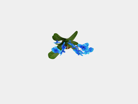 Phalaenopsis Hybrid Royal Blue 3D Model