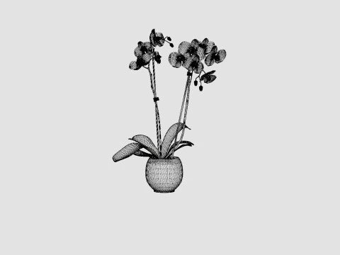 Phalaenopsis Hybrid Royal Blue 3D Model