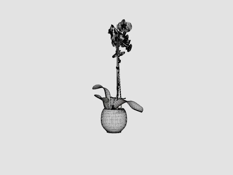 Phalaenopsis Hybrid Royal Blue 3D Model