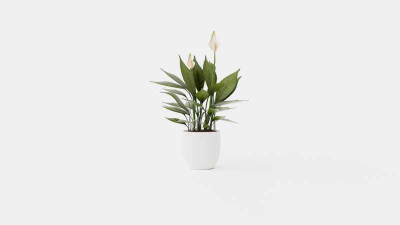 Spathiphyllum Torelli 3D मॉडल .c4d .max .obj .3ds .fbx .stl .blend 