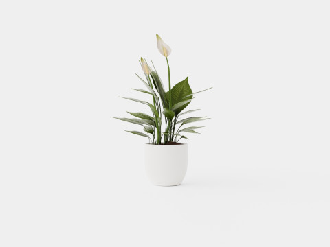 Spathiphyllum Torelli 3D मॉडल