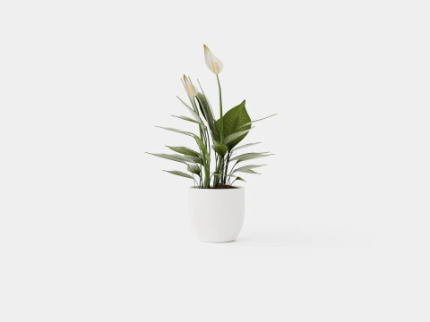 Spathiphyllum Torelli 3D Model