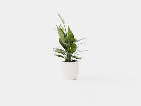 Spathiphyllum Torelli 3D मॉडल