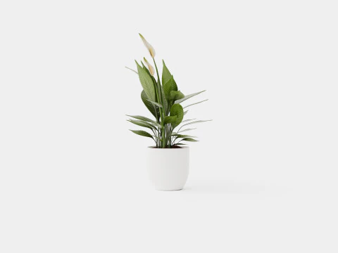 Spathiphyllum Torelli 3D Model