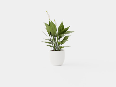 Spathiphyllum Torelli 3D मॉडल