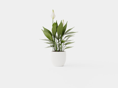 Spathiphyllum Torelli 3D मॉडल