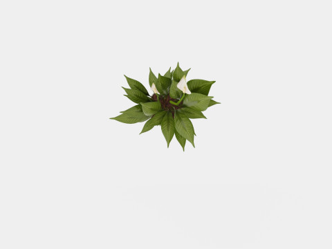 Spathiphyllum Torelli 3D मॉडल