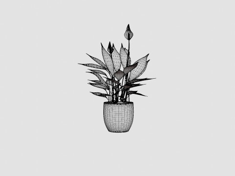 Spathiphyllum Torelli 3D मॉडल