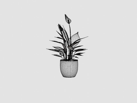 Spathiphyllum Torelli 3D मॉडल