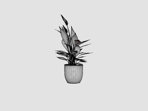 Spathiphyllum Torelli 3D Model