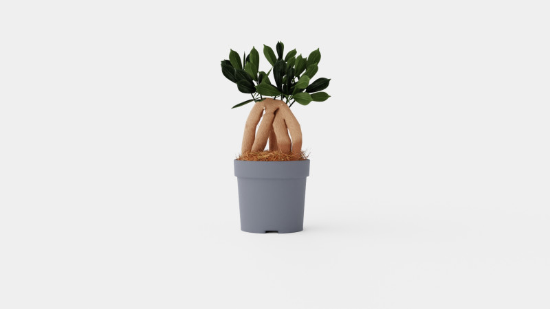 Ficus Microcarpa Ginseng 3D Model .c4d .max .obj .3ds .fbx .stl .blend 