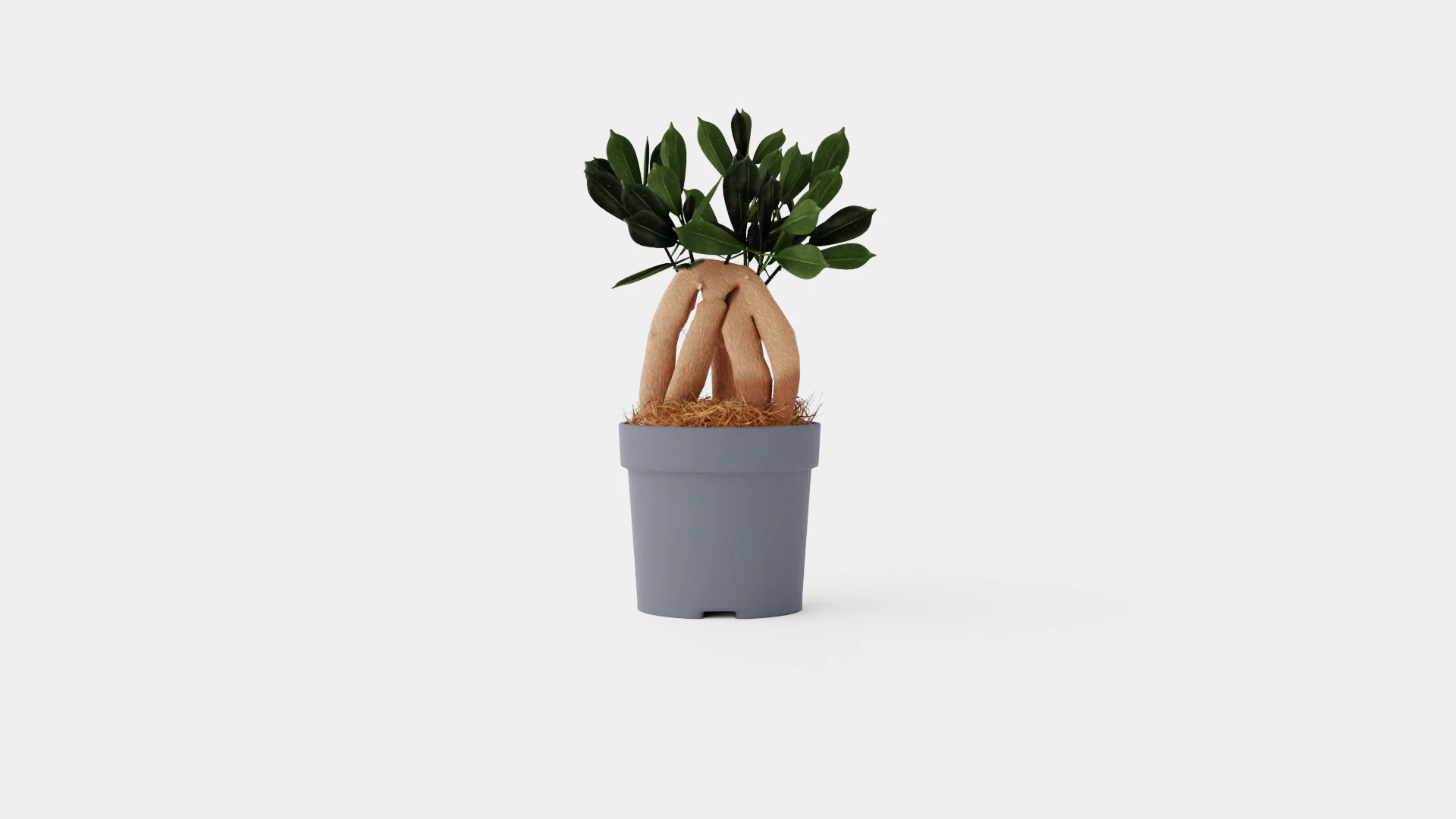 Ficus Microcarpa Ginseng 3D Model .c4d .max .obj .3ds .fbx .stl .blend 