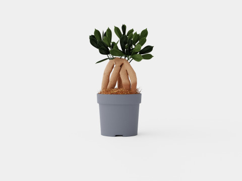 Ficus Microcarpa Ginseng 3D Model
