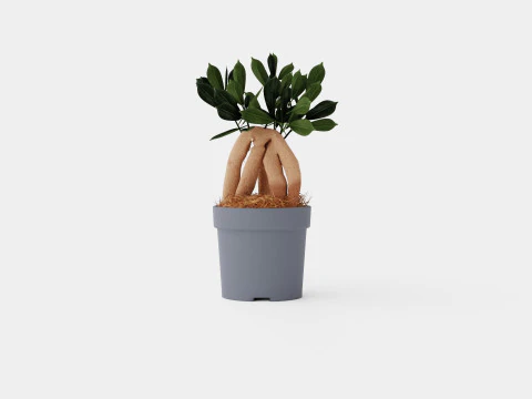 Ficus Microcarpa 인삼 3D 모델