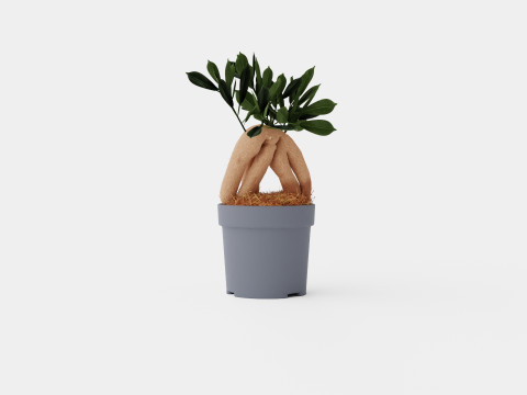 Ficus Microcarpa Ginseng 3D Model