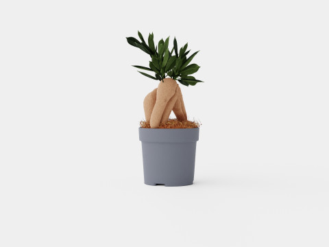 Ficus Microcarpa Ginseng 3D Model