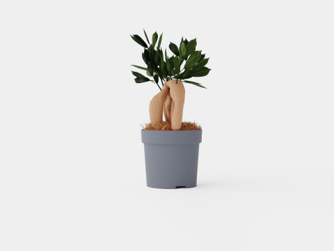 Ficus Microcarpa Ginseng 3D Model