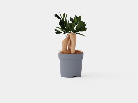 Ficus Microcarpa Ginseng 3D Model