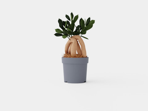 Ficus Microcarpa Ginseng 3D Model