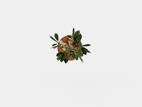 Ficus Microcarpa Ginseng 3D Model