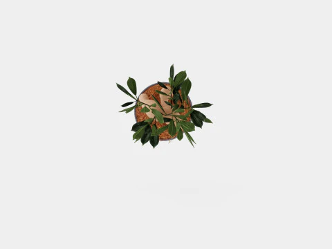 Ficus Microcarpa Ginseng 3D Model