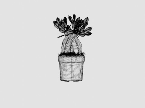 Ficus Microcarpa Ginseng 3D Model