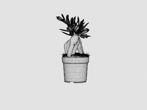 Ficus Microcarpa Ginseng 3D Model