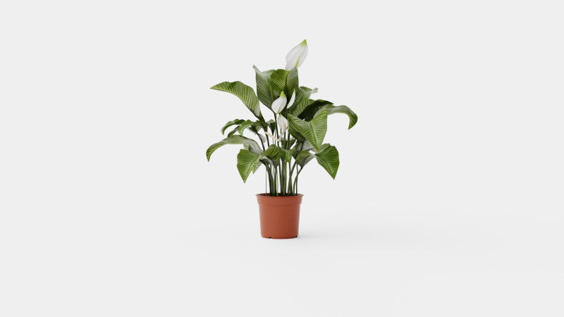 Spathiphyllum Sw Lauretta 3D Model .c4d .max .obj .3ds .fbx .stl .blend 