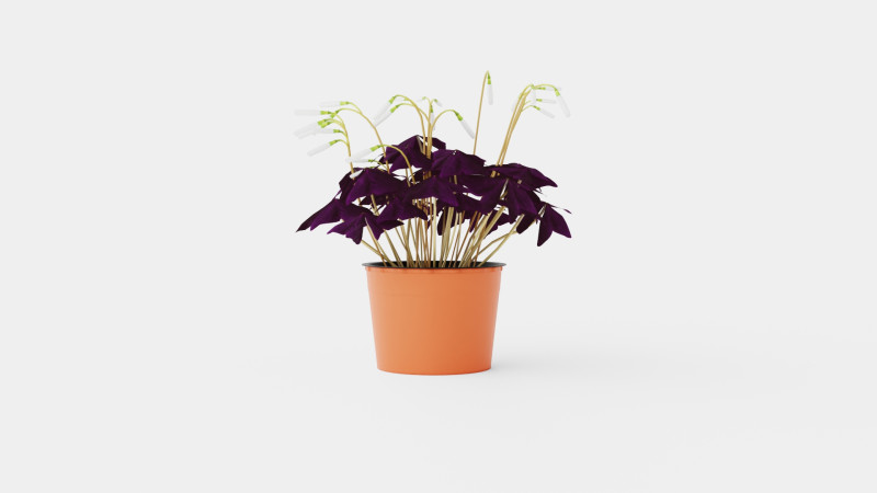 Oxalis triangularis Modèle 3D .c4d .max .obj .3ds .fbx .stl .blend 