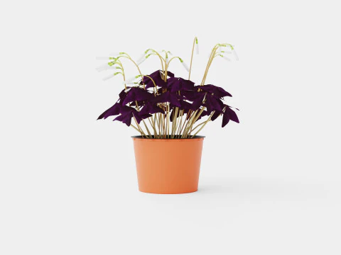 Кислица треугольная 3D Модель