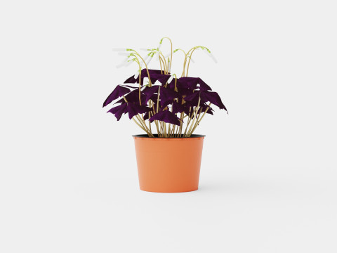 Oxalis triangularis Modèle 3D