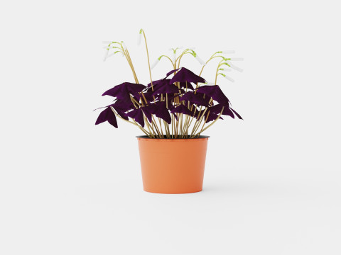 Oxalis triangularis Modèle 3D