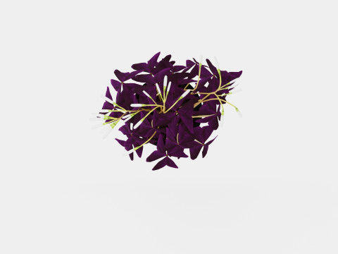 Oxalis triangularis Modèle 3D