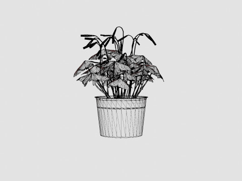 Oxalis triangularis Modèle 3D