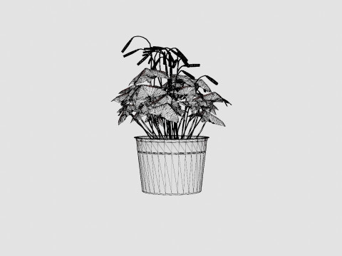 Oxalis triangularis Modèle 3D