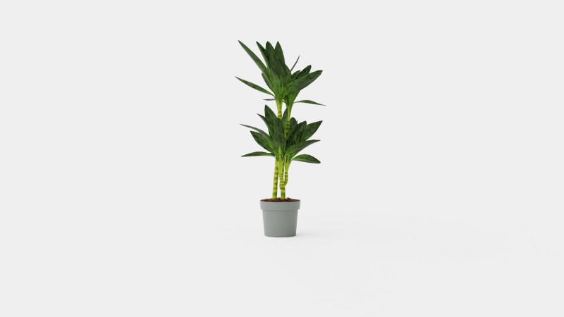 Dracaena Janet Lind 3D 模型 .c4d .max .obj .3ds .fbx .stl .blend