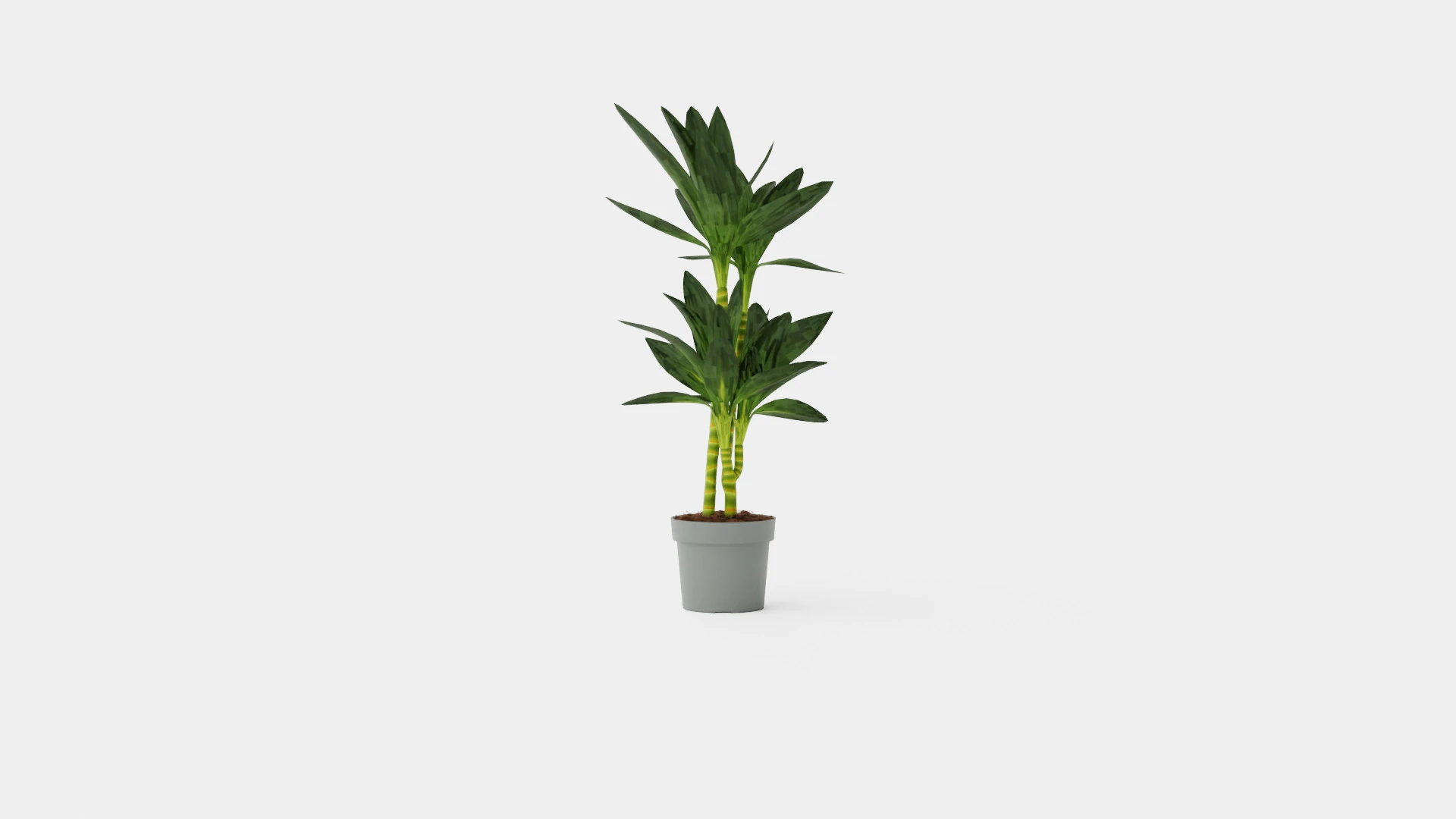 Dracaena Janet Lind 3D Model .c4d .max .obj .3ds .fbx .stl .blend
