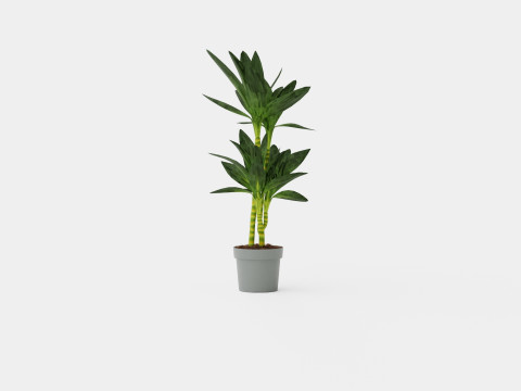 Dracaena Janet Lind 3D Model